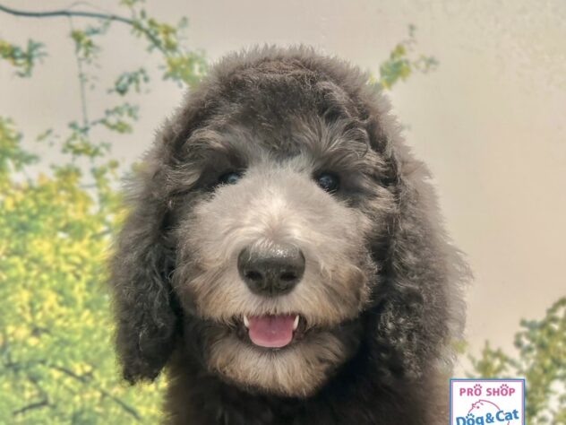 広島県のスタンダードプードル (アミーゴ温品店/2026年4月30日生まれ/女の子/グレー)の子犬の3枚目の画像