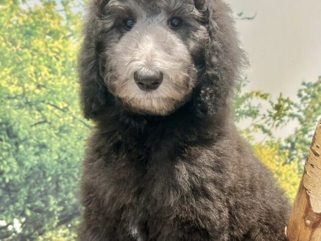 広島県のスタンダードプードル (アミーゴ温品店/2026年4月30日生まれ/女の子/グレー)の子犬の2枚目の画像