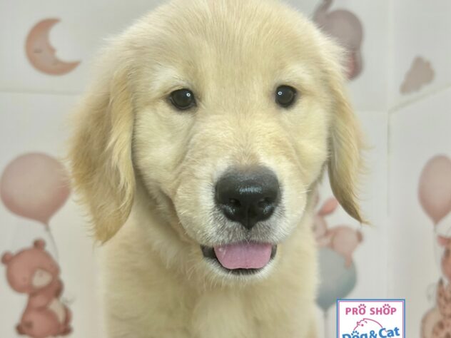広島県のゴールデンレトリバー (アミーゴ温品店/2026年6月11日生まれ/女の子/ゴールデン)の子犬の2枚目の画像
