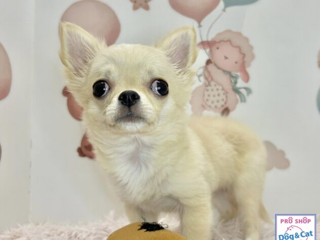 広島県のチワワ(ロング) (アミーゴ温品店/2026年5月7日生まれ/男の子/クリーム)の子犬の2枚目の画像