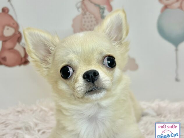 広島県のチワワ(ロング) (アミーゴ温品店/2026年5月7日生まれ/男の子/クリーム)の子犬の1枚目の画像