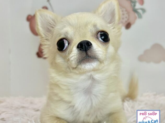 広島県のチワワ(ロング) (アミーゴ温品店/2026年5月7日生まれ/男の子/クリーム)の子犬の3枚目の画像
