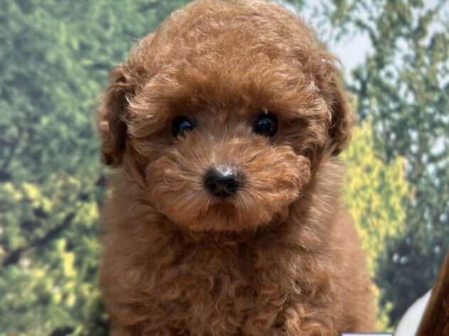 広島県のトイプードル(トイ) (アミーゴ温品店/2026年5月26日生まれ/男の子/レッドフォーン)の子犬