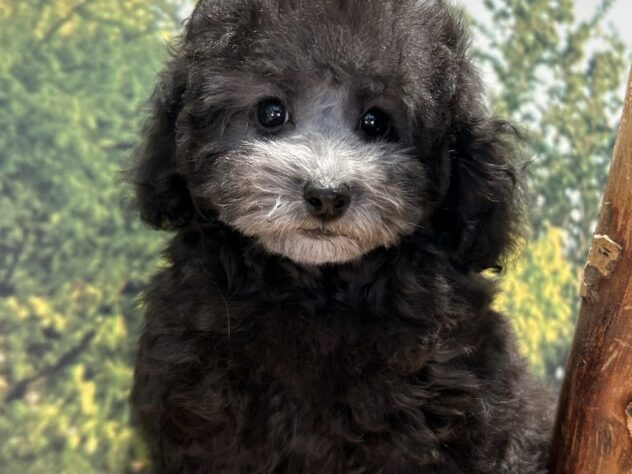 広島県のトイプードル(トイ) (アミーゴ温品店/2026年5月28日生まれ/女の子/シルバー)の子犬の1枚目の画像