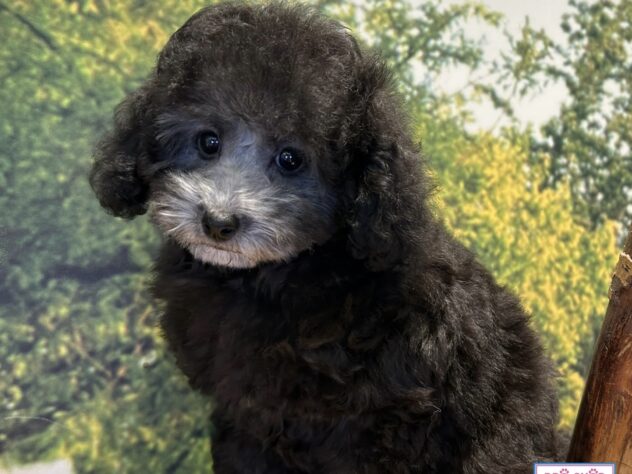 広島県のトイプードル(トイ) (アミーゴ温品店/2026年5月28日生まれ/女の子/シルバー)の子犬の2枚目の画像