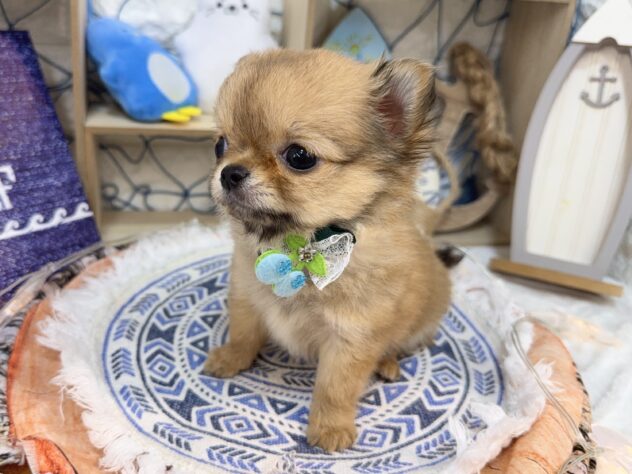 兵庫県のチワワ(ロング) (ワンキャラット アミーゴ姫路花田店/2026年7月2日生まれ/男の子/フォーン)の子犬の3枚目の画像