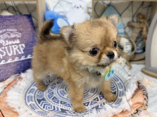 兵庫県のチワワ(ロング) (ワンキャラット アミーゴ姫路花田店/2026年7月2日生まれ/男の子/フォーン)の子犬の4枚目の画像