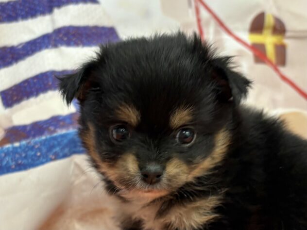 和歌山県のハーフ犬・ミックス犬 (アミーゴ和歌山太田店/2026年6月29日生まれ/男の子/ブラックタン)の子犬