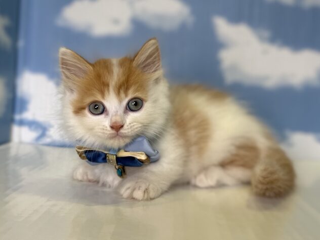 山形県のマンチカン (アミーゴ山形北店/2026年6月8日生まれ/男の子/レッドタビーホワイト)の子猫の1枚目の画像