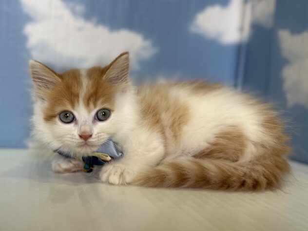 山形県のマンチカン (アミーゴ山形北店/2026年6月8日生まれ/男の子/レッドタビーホワイト)の子猫の3枚目の画像