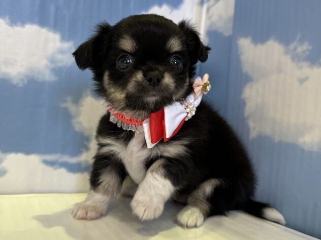 山形県のハーフ犬・ミックス犬 (アミーゴ山形北店/2026年6月17日生まれ/女の子/ブラックタンホワイト)の子犬の3枚目の画像