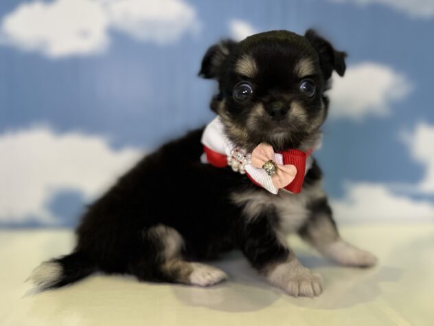 山形県のハーフ犬・ミックス犬 (アミーゴ山形北店/2026年6月17日生まれ/女の子/ブラックタンホワイト)の子犬の2枚目の画像