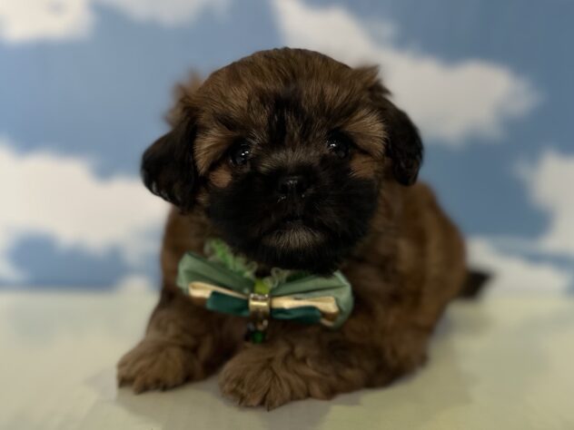 山形県のハーフ犬・ミックス犬 (アミーゴ山形北店/2026年6月18日生まれ/男の子/レッド)の子犬の3枚目の画像