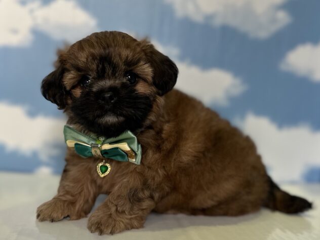 山形県のハーフ犬・ミックス犬 (アミーゴ山形北店/2026年6月18日生まれ/男の子/レッド)の子犬の2枚目の画像