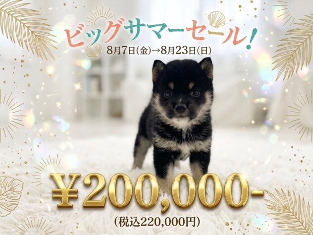 岡山県の豆柴 (アミーゴ津山店/2026年6月8日生まれ/男の子/黒)の子犬