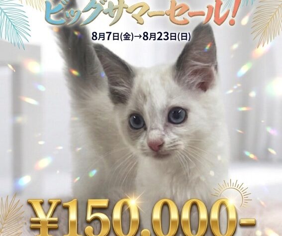 岡山県のラグドール (アミーゴ津山店/2026年5月30日生まれ/女の子/ブルーポイントバイカラー)の子猫