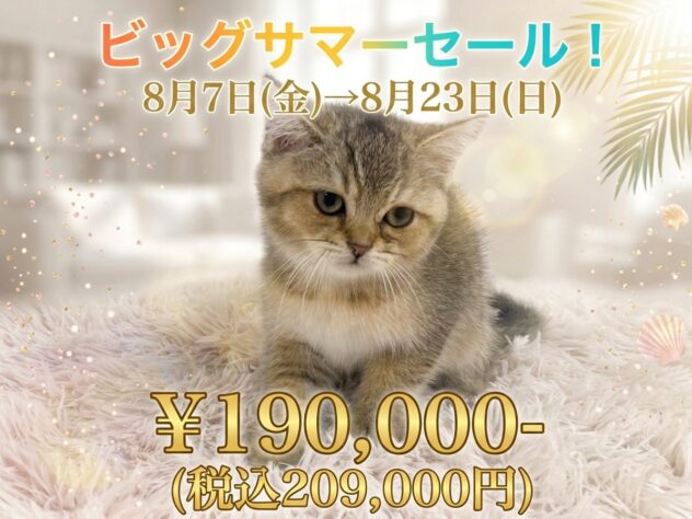 岡山県のブリティッシュショートヘアー (アミーゴ津山店/2026年5月26日生まれ/男の子/ブラウンマッカレルタビー)の子猫の1枚目の画像