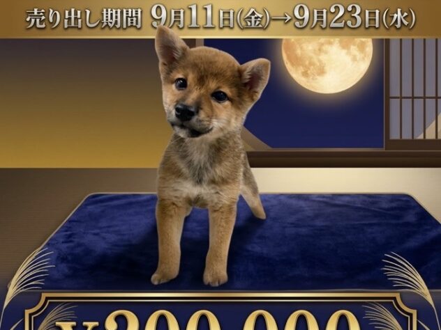 岡山県の豆柴 (アミーゴ津山店/2026年5月31日生まれ/女の子/赤)の子犬