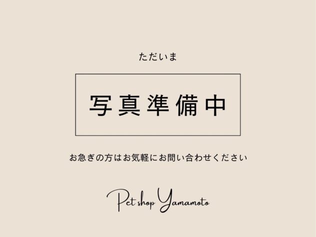 広島県のヨークシャーテリア (アミーゴ東深津店/2026年6月18日生まれ/女の子/スチールブルータン)の子犬