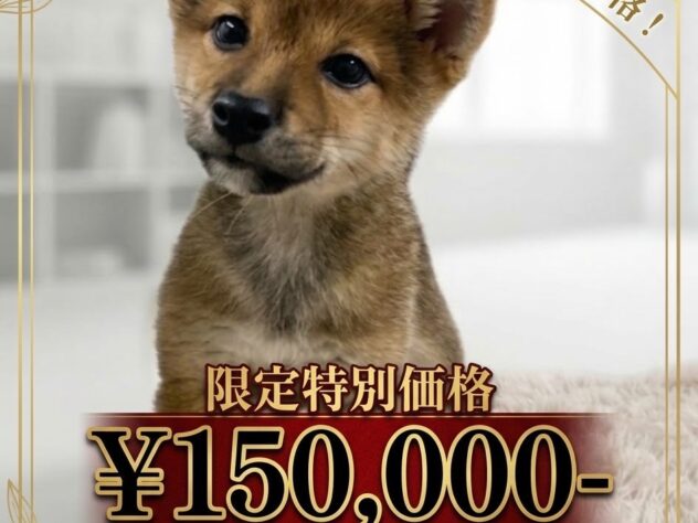 岡山県の豆柴 (アミーゴ津山店/2026年5月31日生まれ/女の子/赤)の子犬