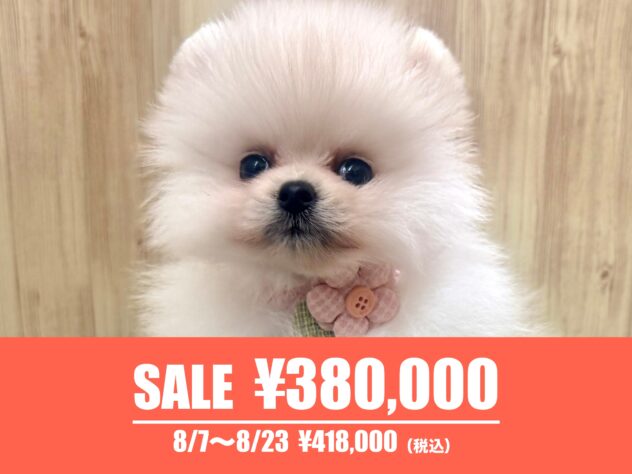 広島県のポメラニアン (アミーゴ東深津店/2026年3月31日生まれ/女の子/ホワイト)の子犬の1枚目の画像