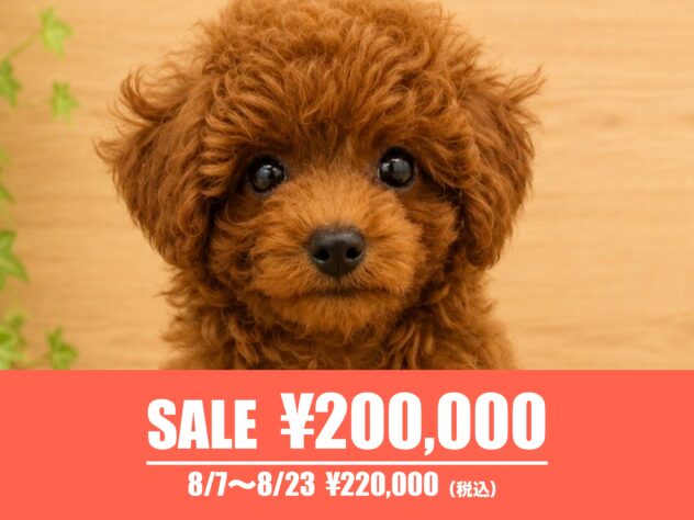 広島県のトイプードル(トイ) (アミーゴ東深津店/2026年5月14日生まれ/男の子/レッドフォーン)の子犬の1枚目の画像