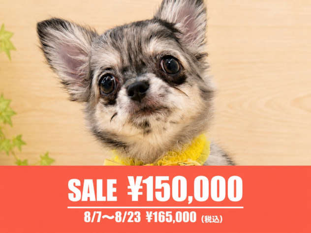 広島県のチワワ(ロング) (アミーゴ東深津店/2026年6月2日生まれ/男の子/ブルーマール)の子犬の1枚目の画像