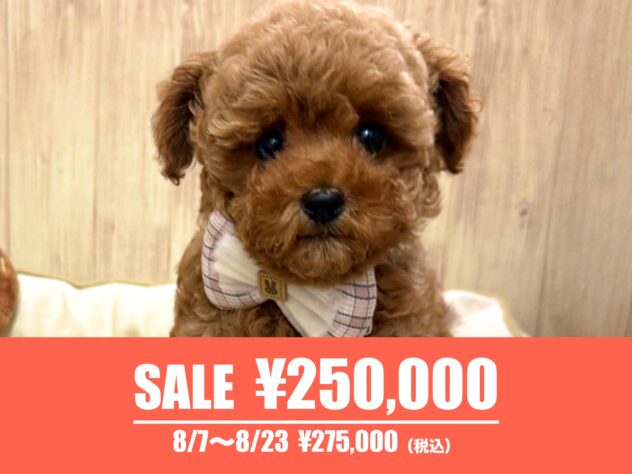 広島県のトイプードル(トイ) (アミーゴ東深津店/2026年3月30日生まれ/女の子/レッドフォーン)の子犬の1枚目の画像
