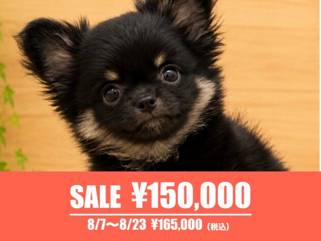 広島県のチワワ(ロング) (アミーゴ東深津店/2026年5月25日生まれ/男の子/ブラックタン)の子犬の1枚目の画像