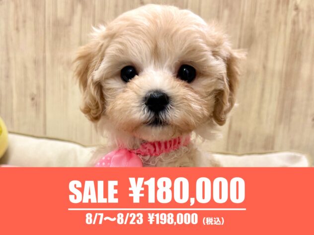 広島県のハーフ犬・ミックス犬 (アミーゴ東深津店/2026年4月6日生まれ/女の子/クリーム)の子犬の1枚目の画像