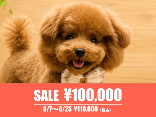広島県のトイプードル(トイ) (アミーゴ東深津店/2025年12月18日生まれ/男の子/レッドフォーン)の子犬の1枚目の画像