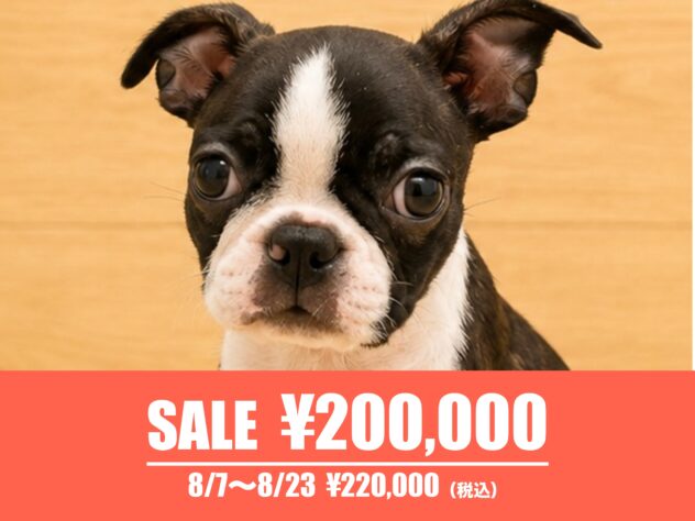 広島県のボストンテリア (アミーゴ東深津店/2026年5月16日生まれ/女の子/ボストンカラー)の子犬の1枚目の画像
