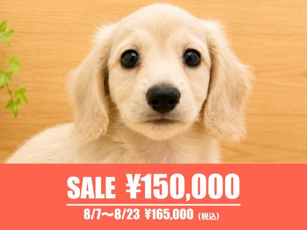 広島県のミニチュアダックスフンド(ロング) (アミーゴ東深津店/2026年5月24日生まれ/男の子/イエロー)の子犬の1枚目の画像