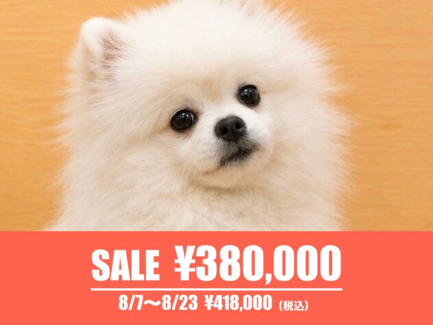 広島県のポメラニアン (アミーゴ東深津店/2026年3月31日生まれ/女の子/ホワイト)の子犬の1枚目の画像
