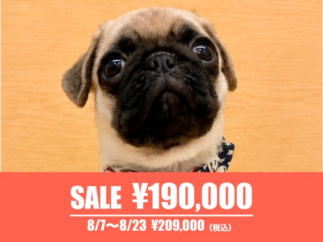 広島県のパグ (アミーゴ東深津店/2026年6月7日生まれ/男の子/フォーン)の子犬の1枚目の画像