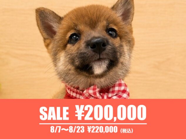 広島県の豆柴 (アミーゴ東深津店/2026年6月3日生まれ/女の子/赤)の子犬の1枚目の画像