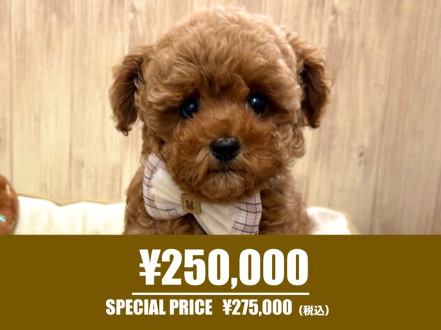 広島県のトイプードル(トイ) (アミーゴ東深津店/2026年3月30日生まれ/女の子/レッドフォーン)の子犬の1枚目の画像