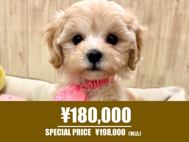 広島県のハーフ犬・ミックス犬 (アミーゴ東深津店/2026年4月6日生まれ/女の子/クリーム)の子犬の1枚目の画像