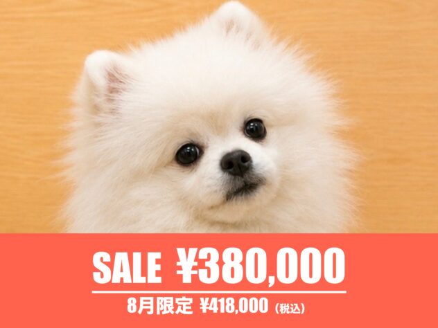 広島県のポメラニアン (アミーゴ東深津店/2026年3月31日生まれ/女の子/ホワイト)の子犬の1枚目の画像