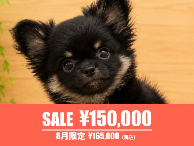 広島県のチワワ(ロング) (アミーゴ東深津店/2026年5月25日生まれ/男の子/ブラックタン)の子犬の1枚目の画像