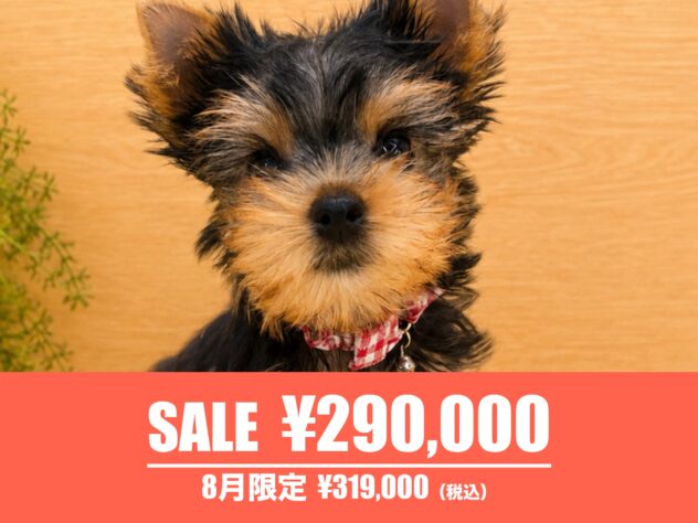 広島県のヨークシャーテリア (アミーゴ東深津店/2026年6月18日生まれ/女の子/スチールブルータン)の子犬の1枚目の画像