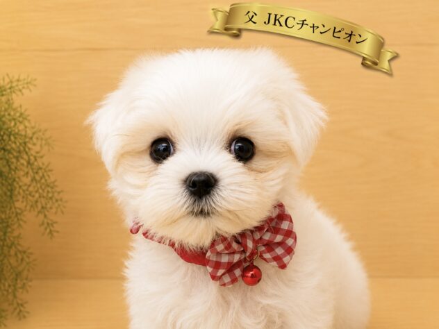 広島県のマルチーズ (アミーゴ東深津店/2026年6月30日生まれ/女の子/ホワイト)の子犬の1枚目の画像