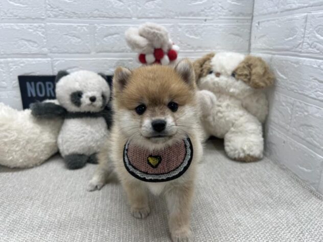 岡山県のハーフ犬・ミックス犬 (ワンキャラット アミーゴ岡南店/2026年6月10日生まれ/女の子/赤)の子犬の2枚目の画像