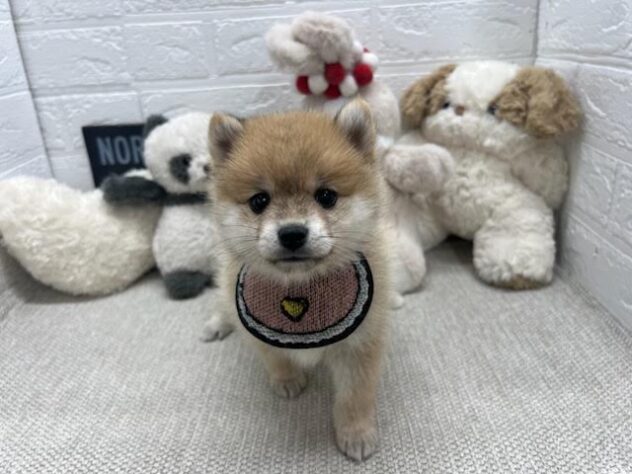 岡山県のハーフ犬・ミックス犬 (ワンキャラット アミーゴ岡南店/2026年6月10日生まれ/女の子/赤)の子犬の3枚目の画像