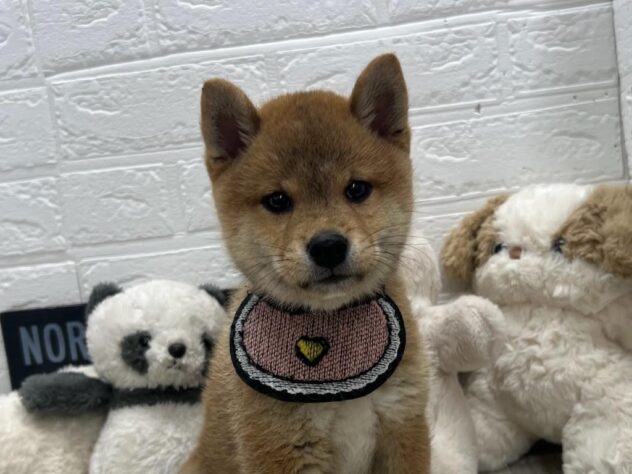 岡山県の豆柴 (ワンキャラット アミーゴ岡南店/2026年6月8日生まれ/男の子/赤)の子犬の1枚目の画像