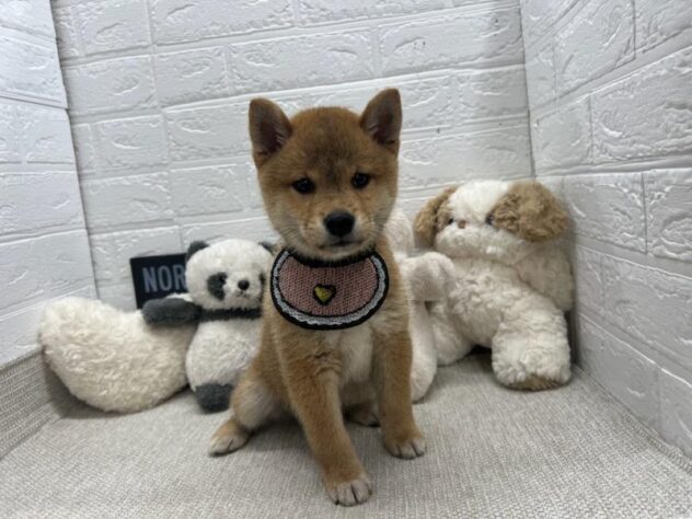 岡山県の豆柴 (ワンキャラット アミーゴ岡南店/2026年6月8日生まれ/男の子/赤)の子犬の2枚目の画像