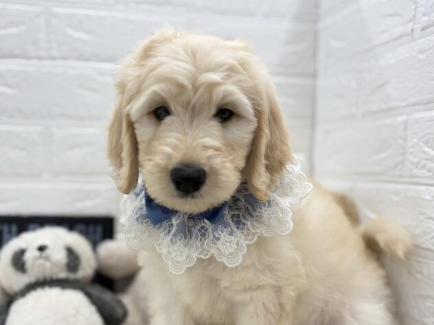 岡山県のハーフ犬・ミックス犬 (ワンキャラット アミーゴ岡南店/2026年6月13日生まれ/男の子/ゴールデン)の子犬の1枚目の画像
