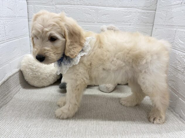 岡山県のハーフ犬・ミックス犬 (ワンキャラット アミーゴ岡南店/2026年6月13日生まれ/男の子/ゴールデン)の子犬の2枚目の画像