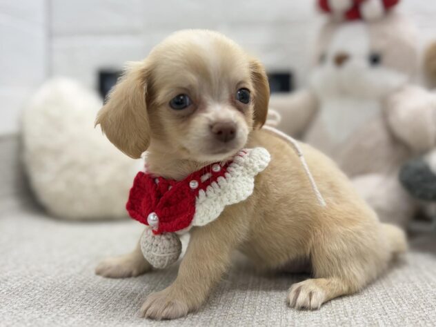 岡山県のハーフ犬・ミックス犬 (ワンキャラット アミーゴ岡南店/2026年6月9日生まれ/女の子/クリーム)の子犬の3枚目の画像
