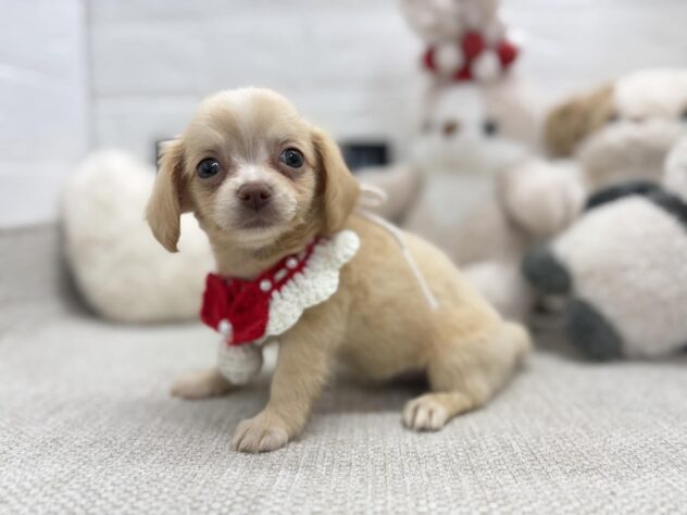 岡山県のハーフ犬・ミックス犬 (ワンキャラット アミーゴ岡南店/2026年6月9日生まれ/女の子/クリーム)の子犬の2枚目の画像